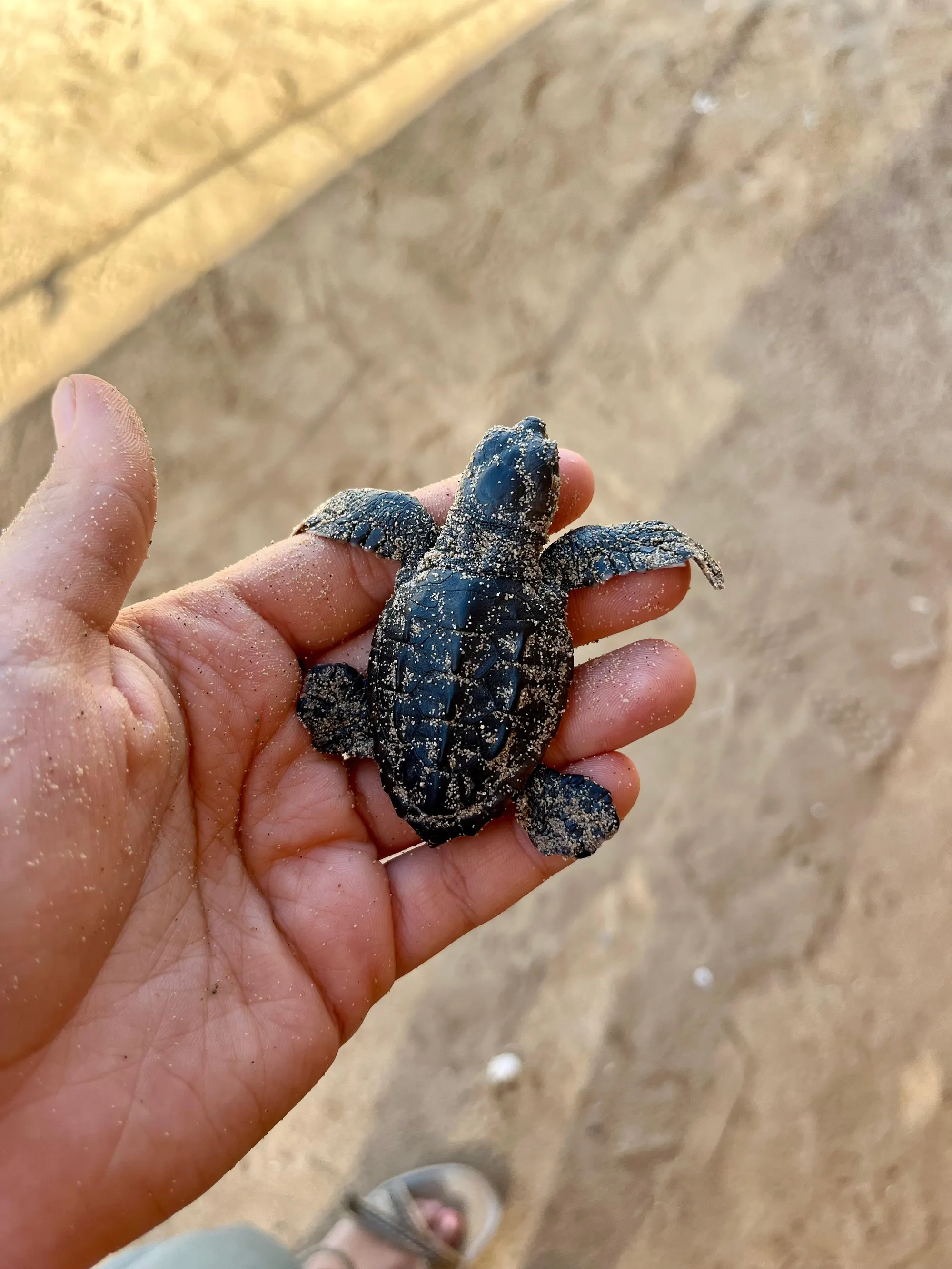 Cría de tortuga marina con arena sobre la palma de una mano