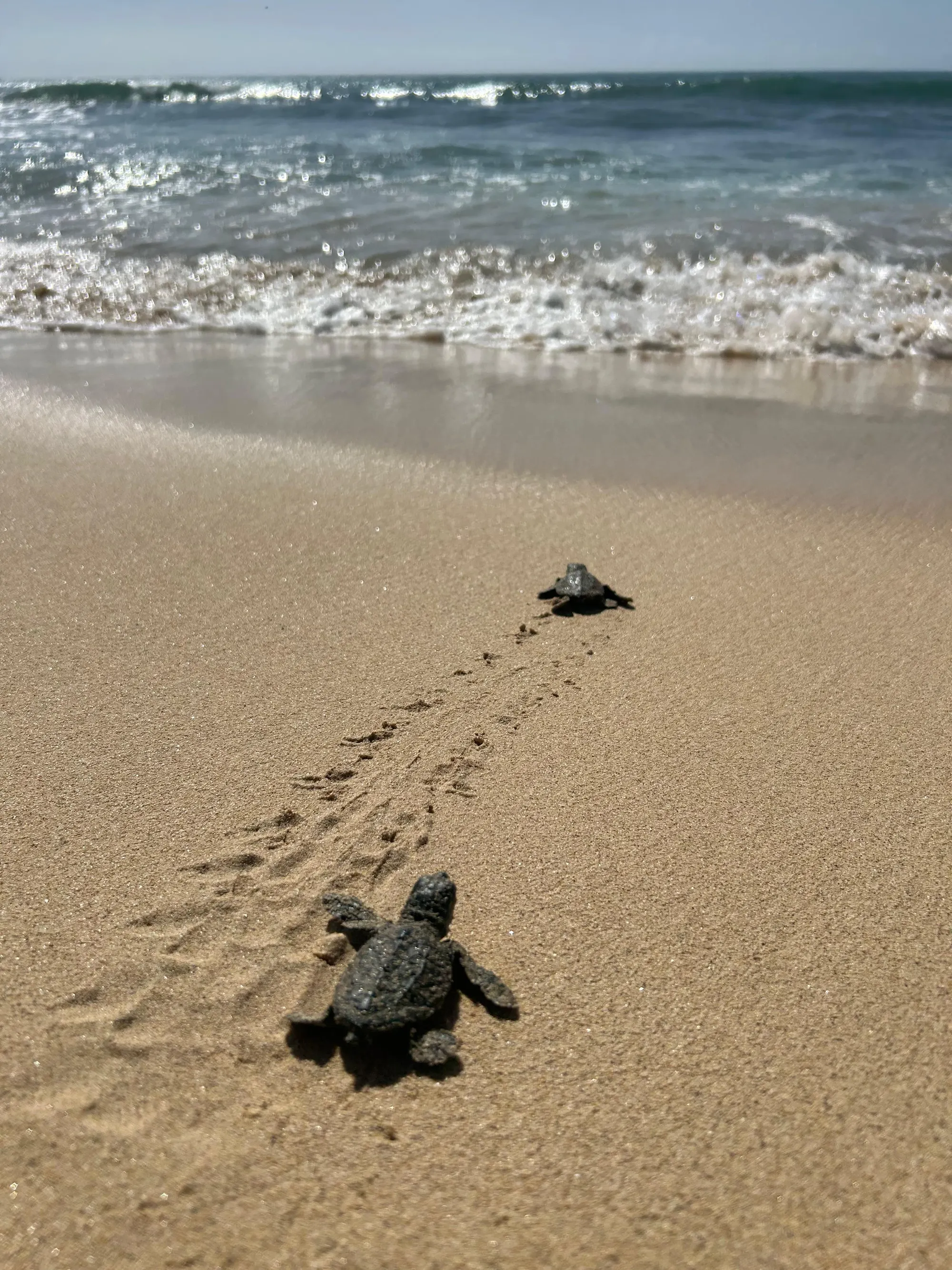 Dos crías de tortuga avanzando por la arena hacia el mar